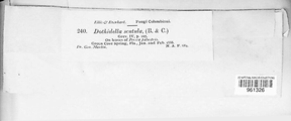 Coccoidella image